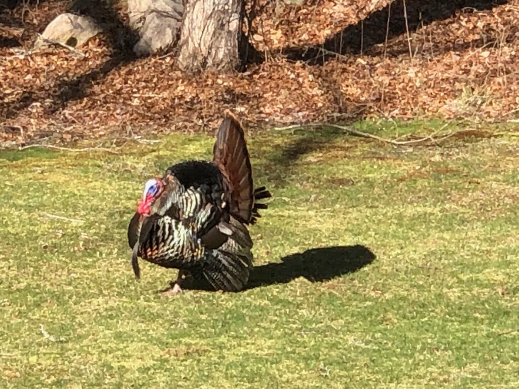 April 24th starts Turkey season in MA