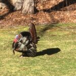 April 24th starts Turkey season in MA