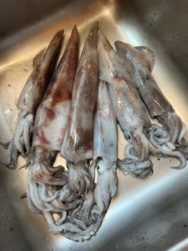 It’s officially squid season!